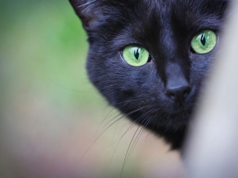 Cats Spiritual Protectors