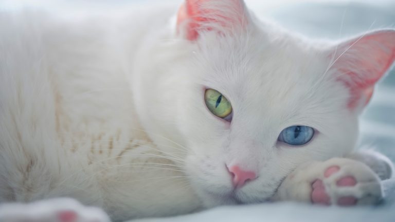 White Cat Dream Meaning