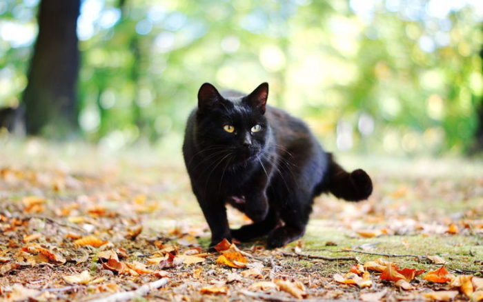 What Does It Mean When A Black Cat Follows You?