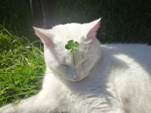 Meaning Of A White Cat Crossing Your Path