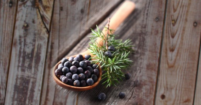 Juniper Tree Symbolism – Purification And Healing