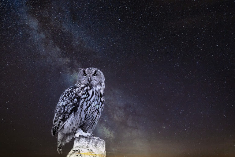 Seeing An Owl At Night Meaning – Caution Recommended