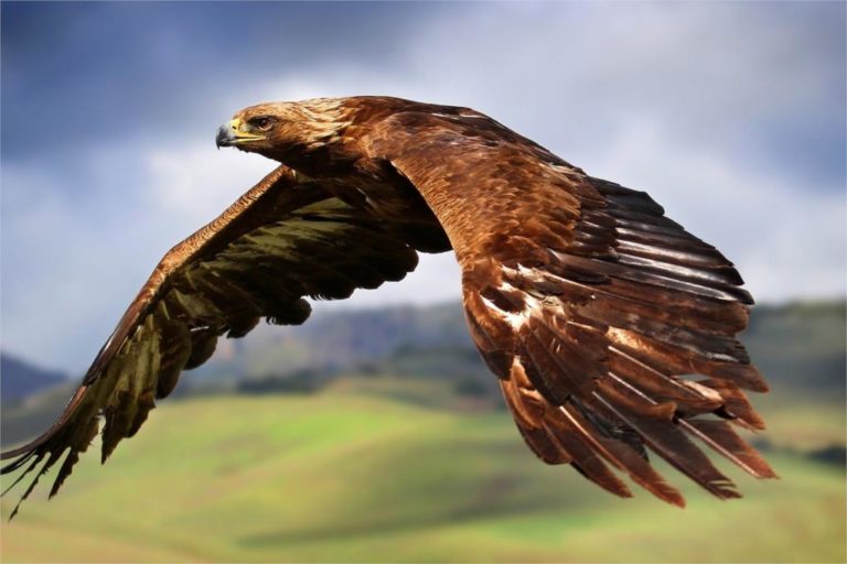 Hawk Spirit Animal – Take The High Road