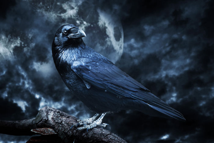 Raven Spirit Animal Meaning – Mysterious And Creative