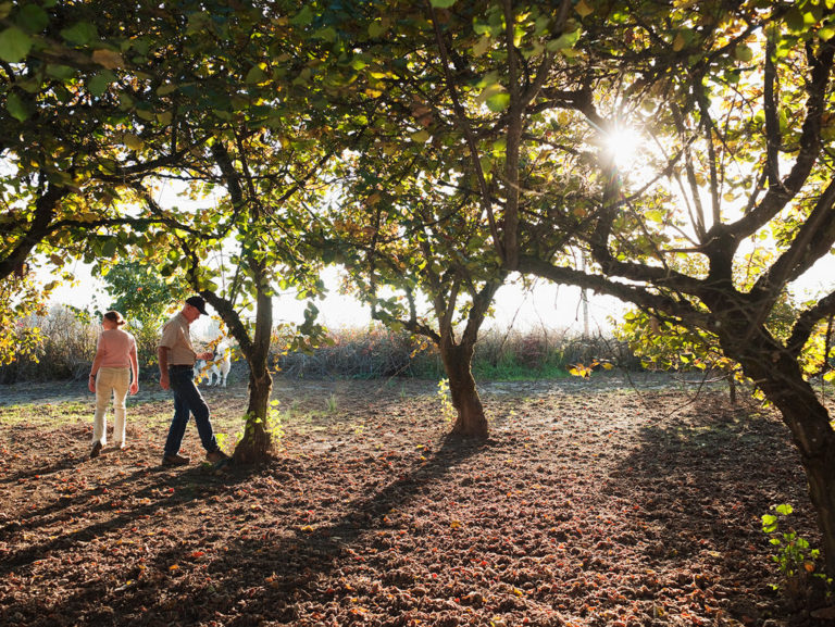 Hazel Tree Symbolism – Abundance And Love