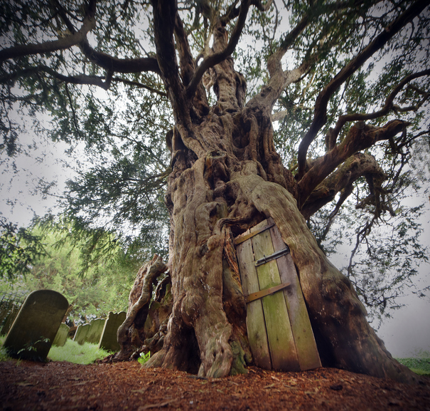 Symbolism Of Yew Tree – Life, Death And Resurrection