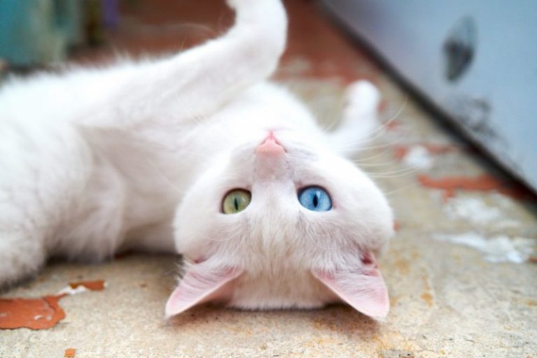 The Symbolism Of White Cats | 6 Signs