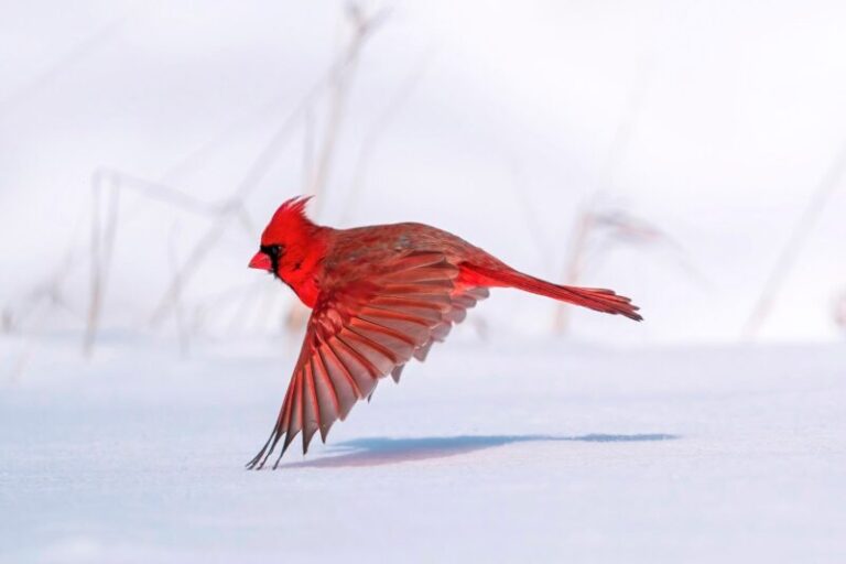 Red Cardinal Meaning: Spiritual Symbolism When You See a Red Cardinal