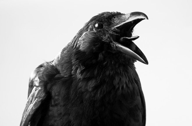 What Does it Mean When a Crow Caws At You?