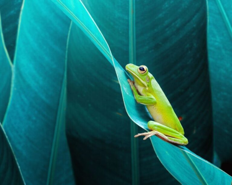 The Spiritual Meaning of Frogs: Symbolism