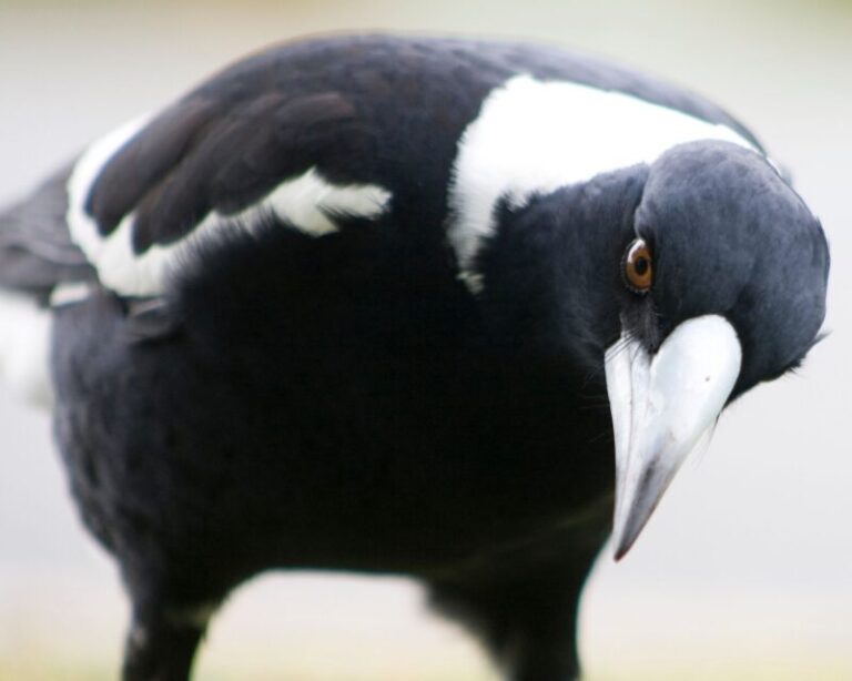 The Spiritual Meaning of Magpies: Symbolism