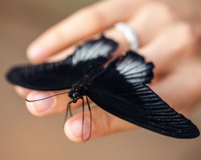 The Meaning of a Black Butterfly: Symbolism And Dreams