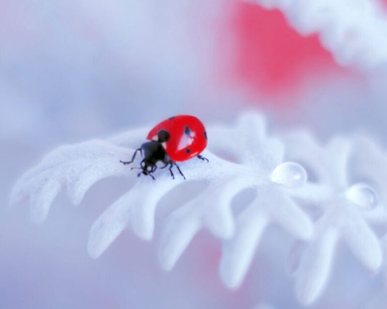 Spiritual Meaning of The Ladybug: Symbolism