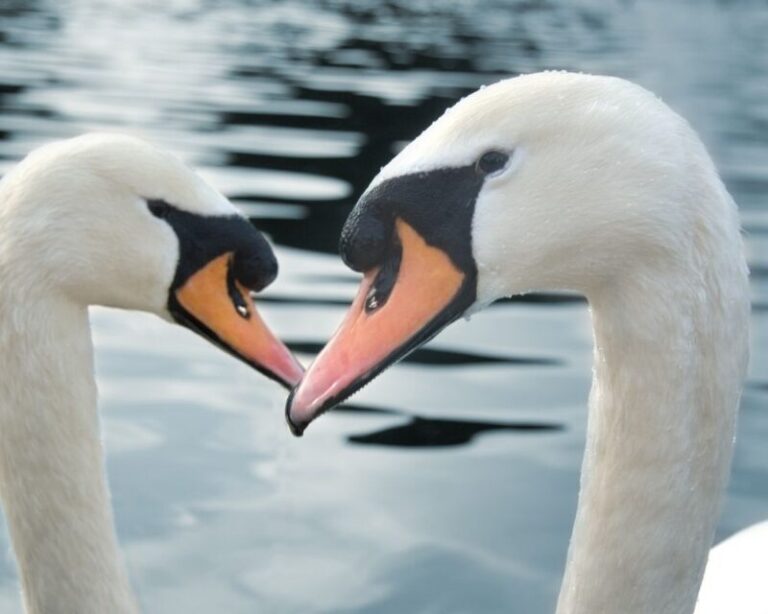 Two Swans Meaning In The Twin Flame Journey