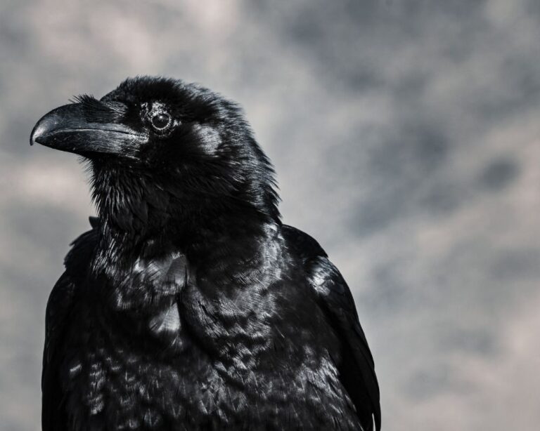 Crow Spiritual Meaning For Twin Flames