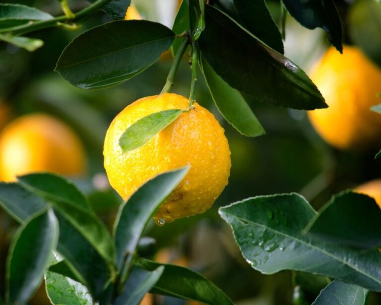 Spiritual Meaning of Lemons in a Dream