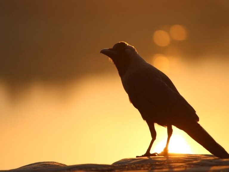 Seeing a Crow Meaning – Spiritual Symbolism