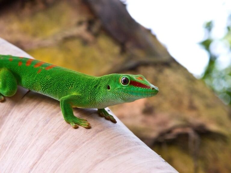 Green gecko dream meaning