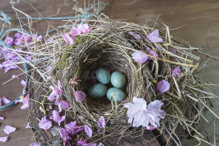 Spiritual Meaning of Bird Nest At Front Door