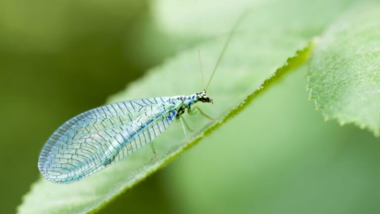 Green Lacewing Spiritual Meaning