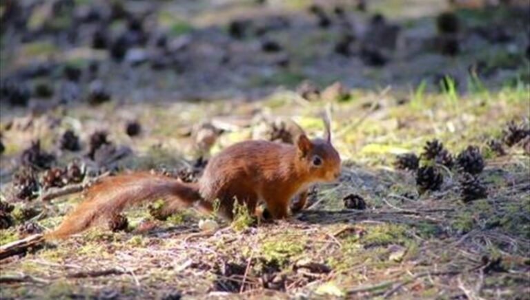 Spiritual Meaning of Squirrel Crossing Your Path