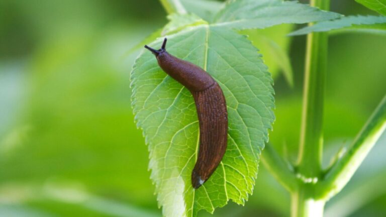 Spiritual Meaning of Slugs in the House