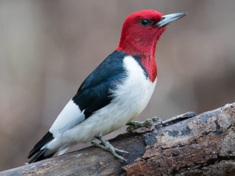 Red-Headed Woodpecker Symbolism