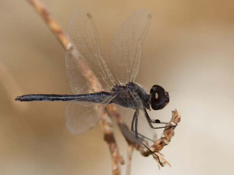 Black Dragonfly Spiritual Symbolism