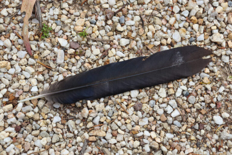 Finding Black Feather Spiritual Meaning