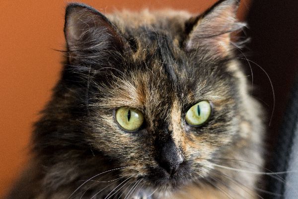 What Is the Spiritual Meaning of a Tortoiseshell Cat?