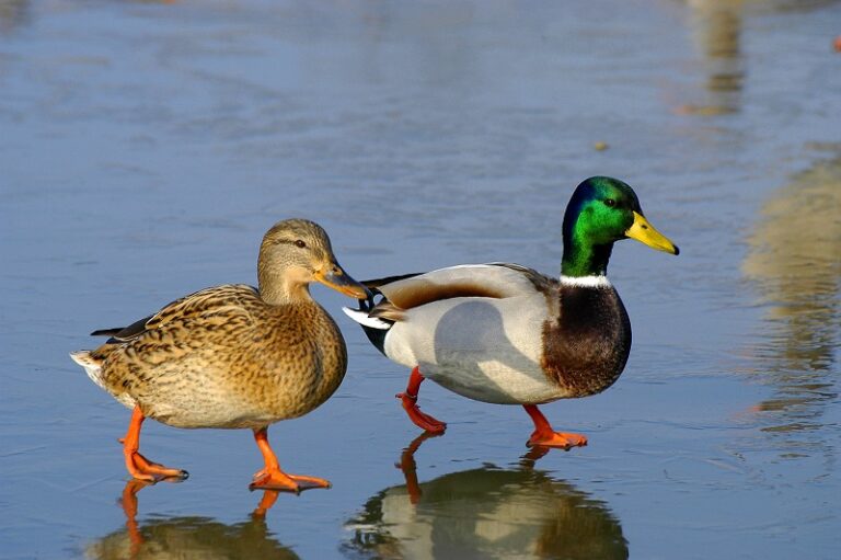 Mallard Ducks