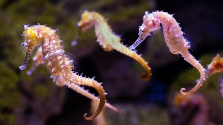 Seahorse Spiritual Meaning – Patience and Perseverance