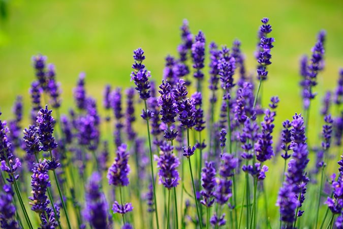 The Spiritual Meaning of Lavender: Exploring Its Many Benefits