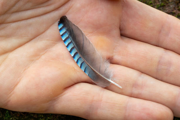 Blue Jay Feather Spiritual Meaning