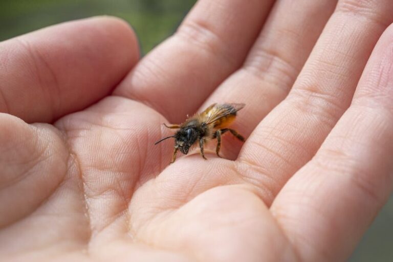 Bee Sting Spiritual Meaning