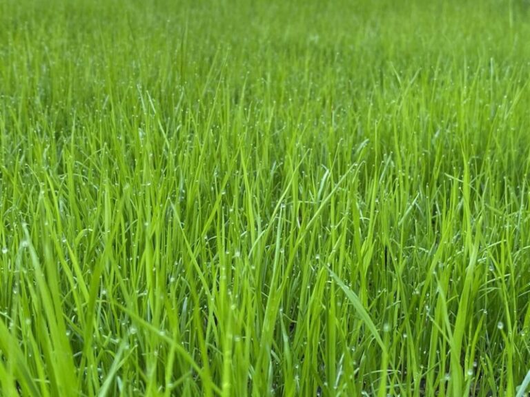 Dream About Green Grass – Spiritual Meaning