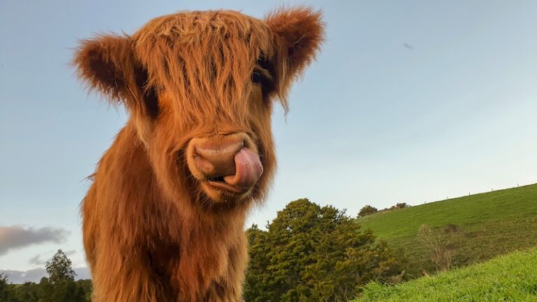 Brown Cows Spiritual Meaning: Exploring These Majestic Creatures