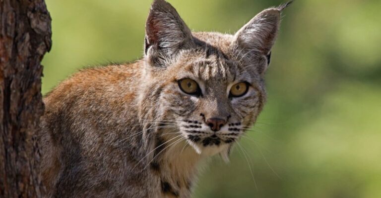 Bobcat Dream Meaning: Unlocking the Hidden Meaning Behind Your Subconscious