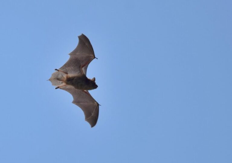 Bat during the day