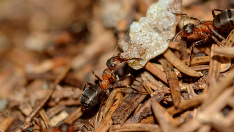 Soldier Ant