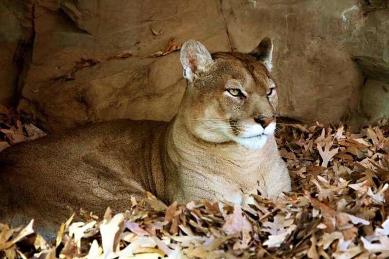 Mountain Lion