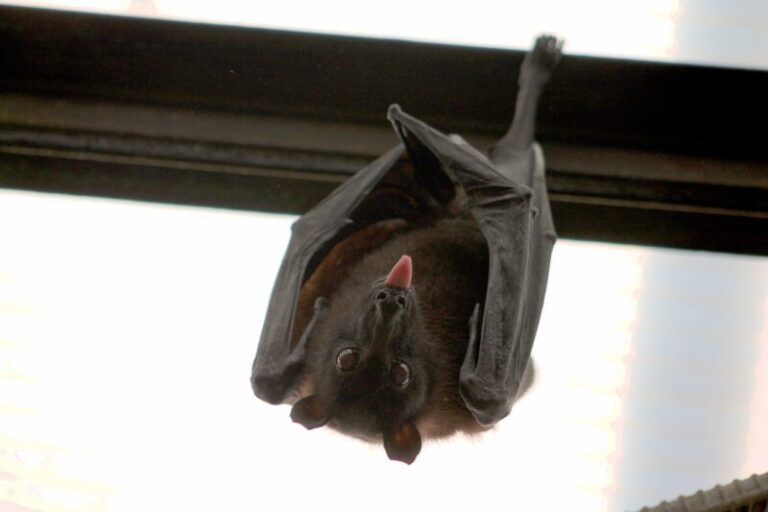 The Spiritual Meaning of a Bat in Your House: Embracing Change and Transformation