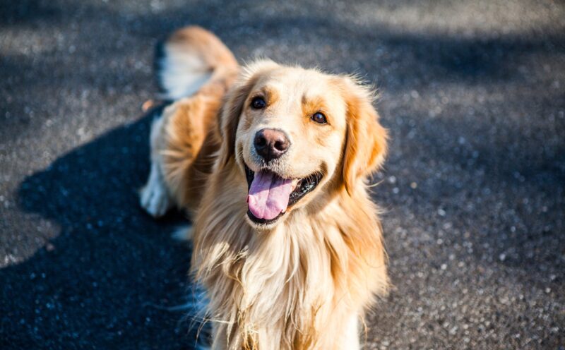 Dog Crossing Your Path