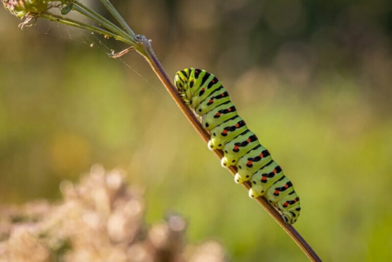 Caterpillar