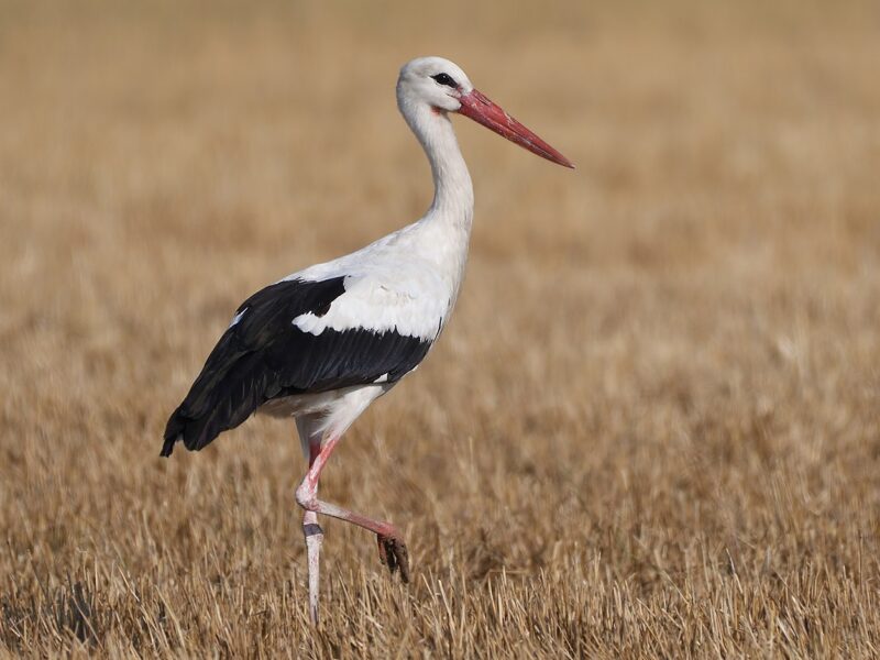 White Stork