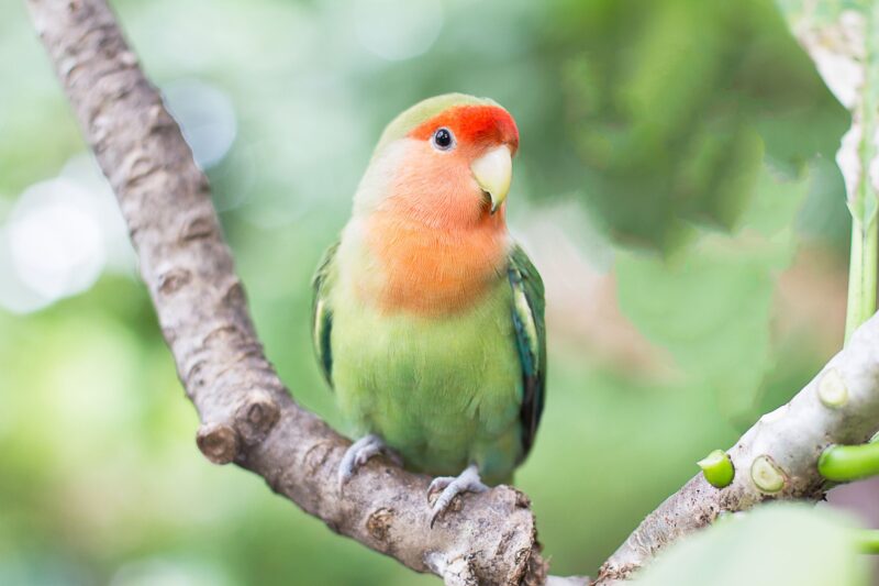 Green Parrot