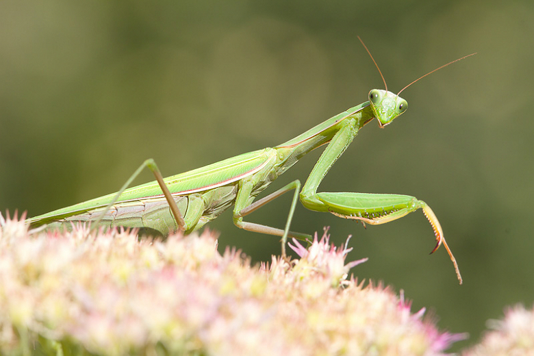 Praying Mantis