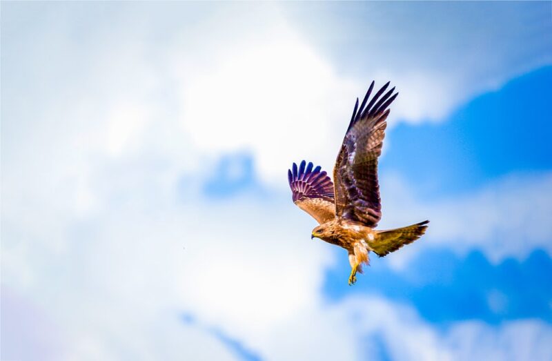 3 Hawks Circling