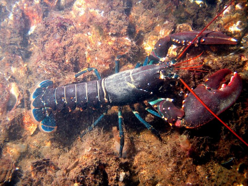 Lobster