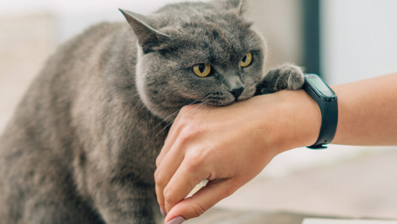 cat biting hand